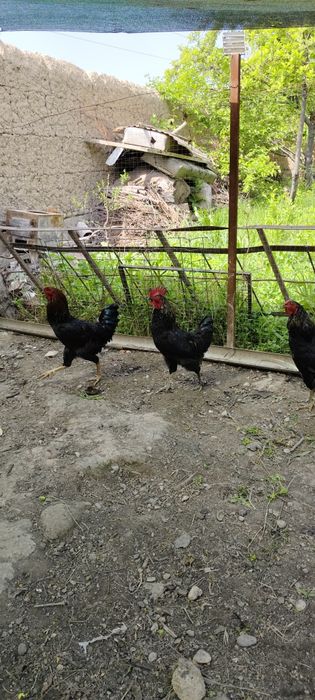 Хурозлар сотилади