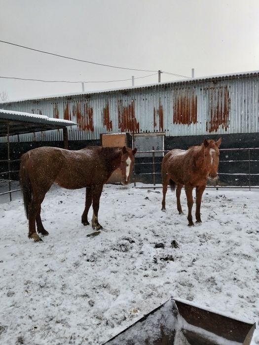 Таза Канды биелер