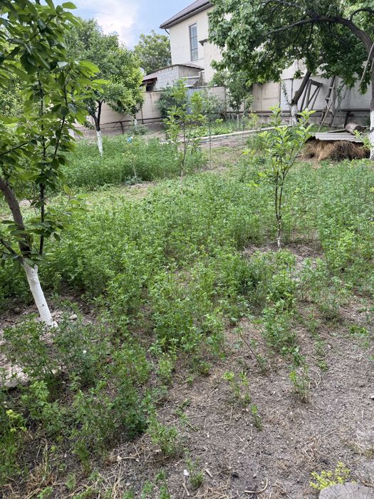 Клевер самовывоз