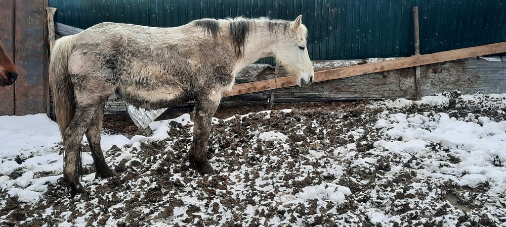 Буаз бие сатылады