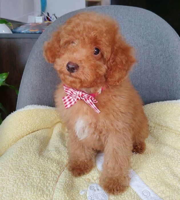 Мини пудел/Mini poodle момченце