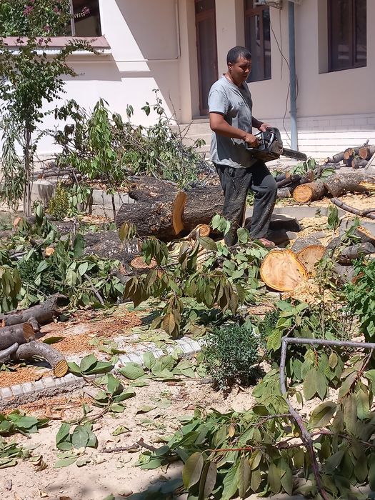 daraxt kesish xizmati