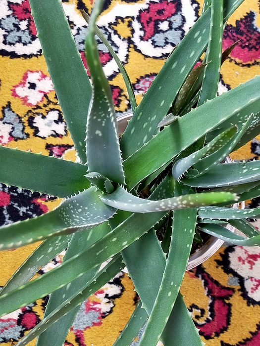 Продам алоэ Вера