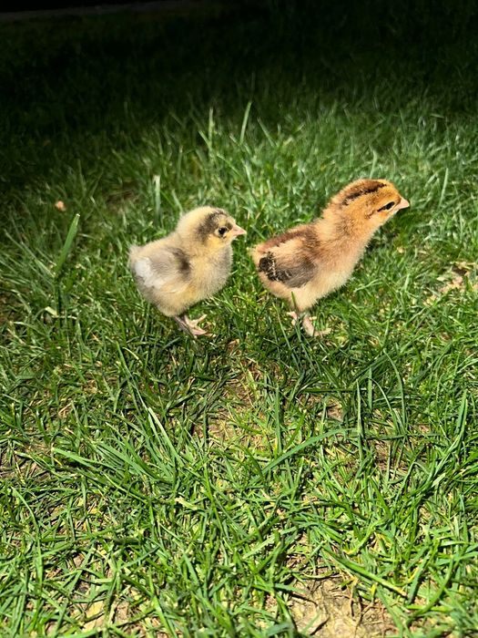 Jaydari jo‘jalardan sotuvda mavjud