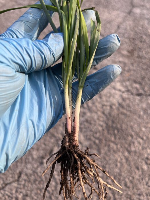 Джусай ( дикий лук)