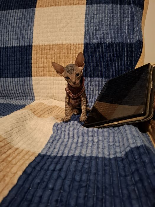 Канадский сфинкс окрас Табби