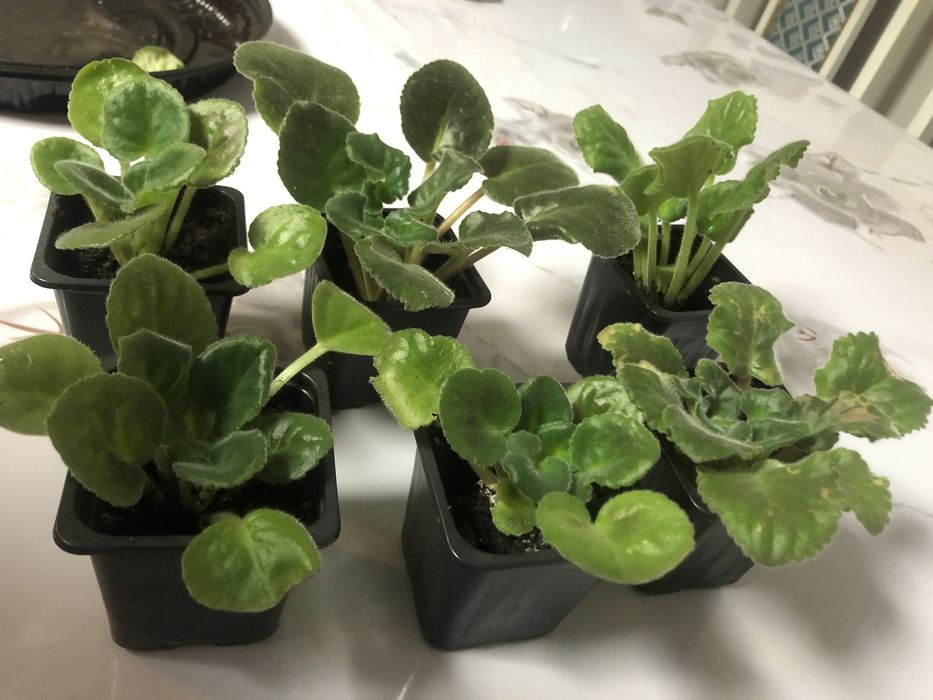 Фиалки молодые 300 тг. Район цемпоселка ……………..