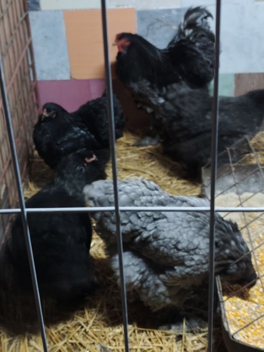 Vând păsări Brahma