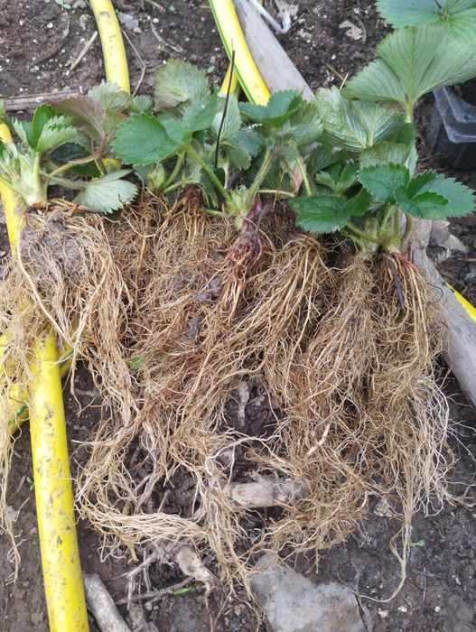 Разсад Ягоди пикиран