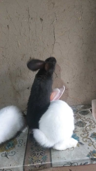 Крольчата породы ФЛАНДР