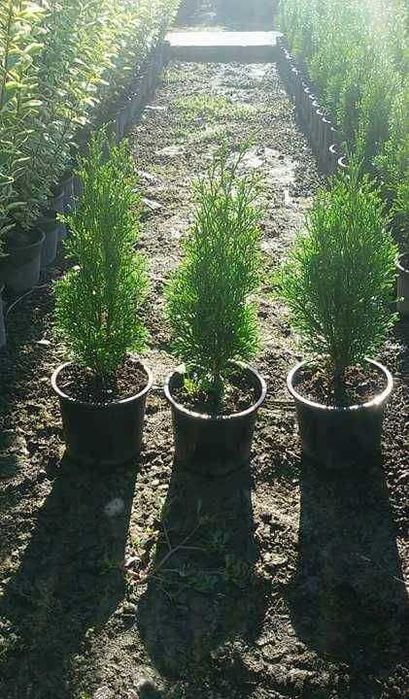 Западна туя Смарагд