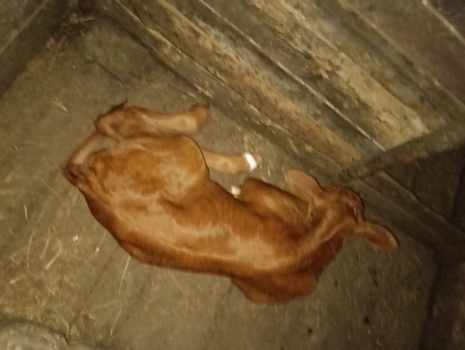 Vând vițel rasă angus