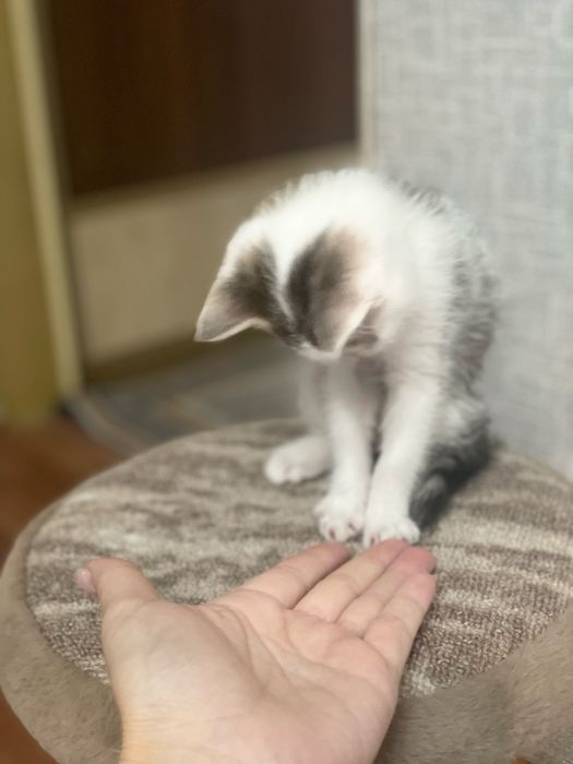 Котята бесплатно