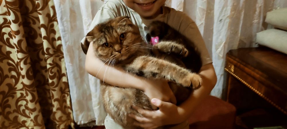 Шотландский веслоухий кошка скоттиш фолд