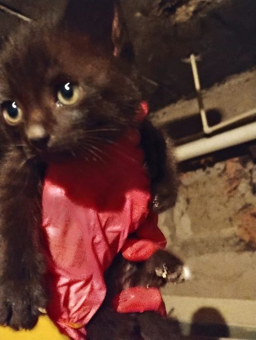 Котята ищут семью!