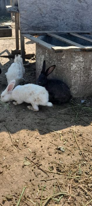 Vând iepuri femele și masculi