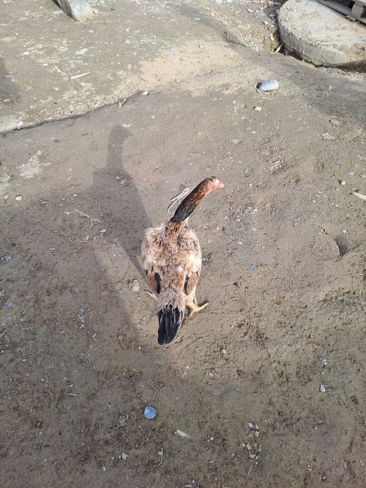 Бойцовская курица