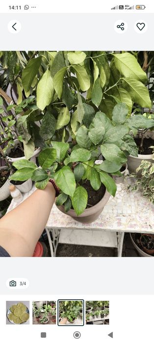 Лимон плодоносящий кусты