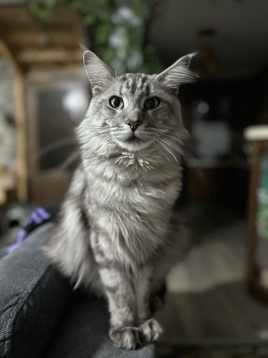 Котята породы Мейн Кун