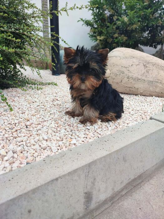 Йоркширски териер-йорки