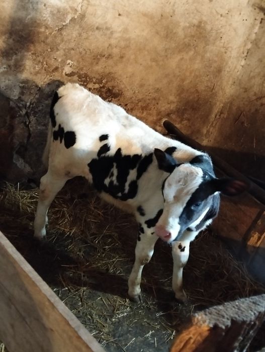 Vînd un vițel belgian