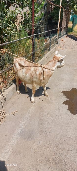 Echki sotiladi. Продаётся коза.