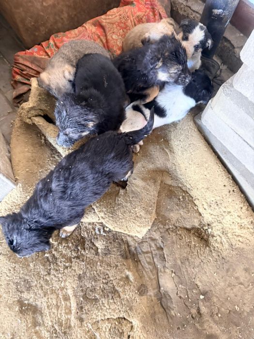 Продаю  сдаю хорошие шенки