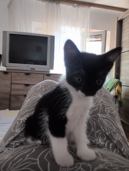 Pisicuta superba spre adoptie 8 saptamani