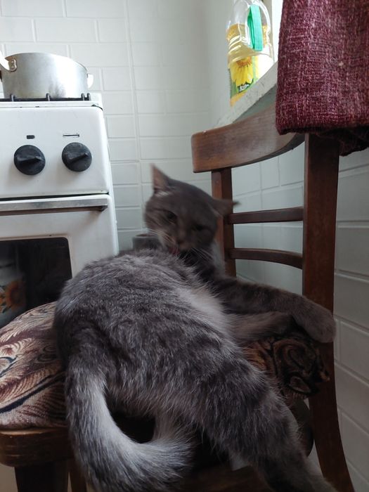 Кошка ищет семью и дом