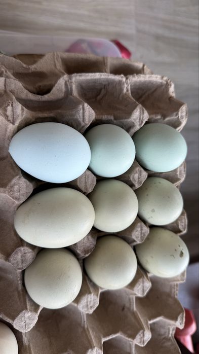Яйца домашних кур , для  инкубации
