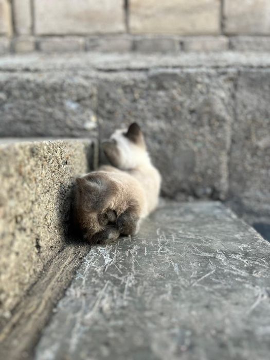 Отдаём в хорошие руки молодого котика.