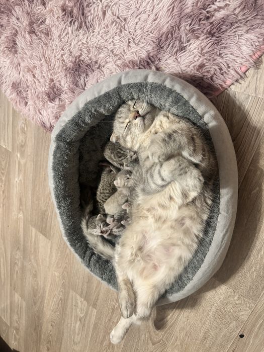 Шотландские котята и кошка