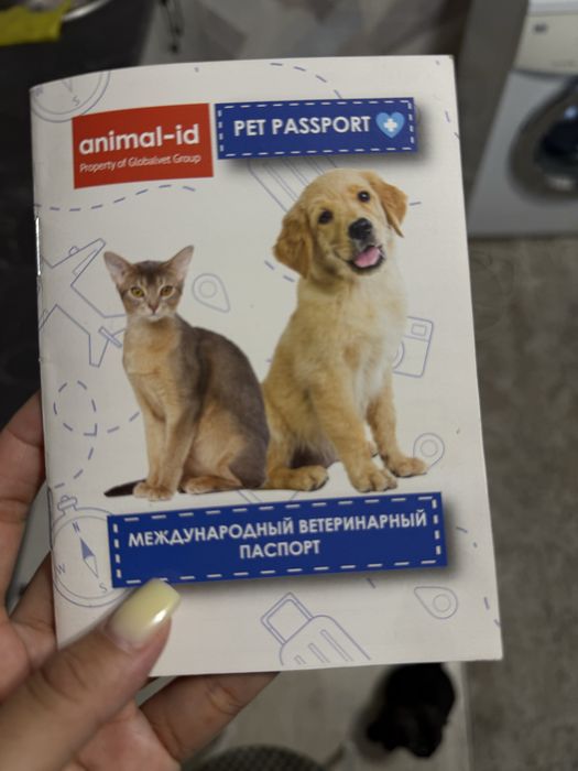 Кошка шотландская
