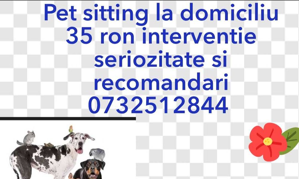 Pet sitting pentru animalutul tau