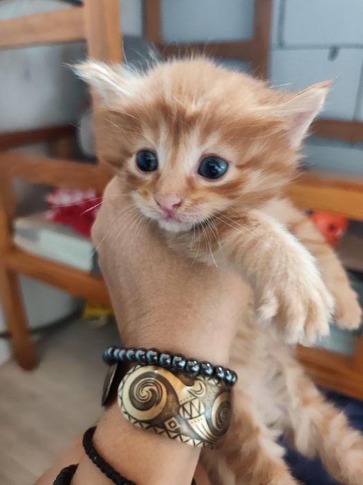 Котята мейнкун (по маме)