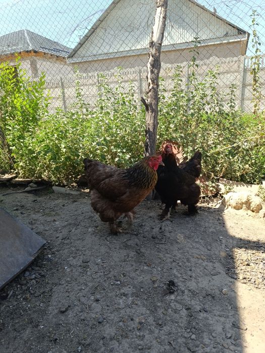 Продам домашних курей