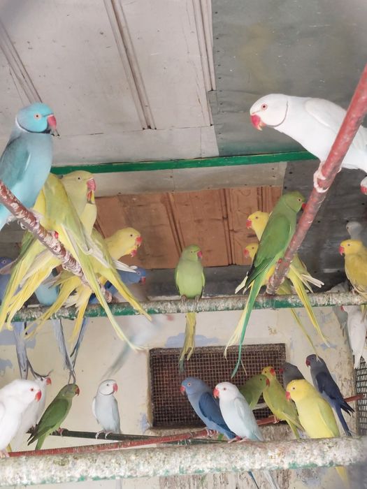 Papagali Micul Alexandar