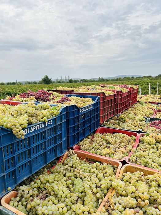 Vindem struguri pentru vin