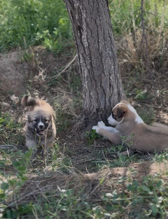 Щенки подкидышшш