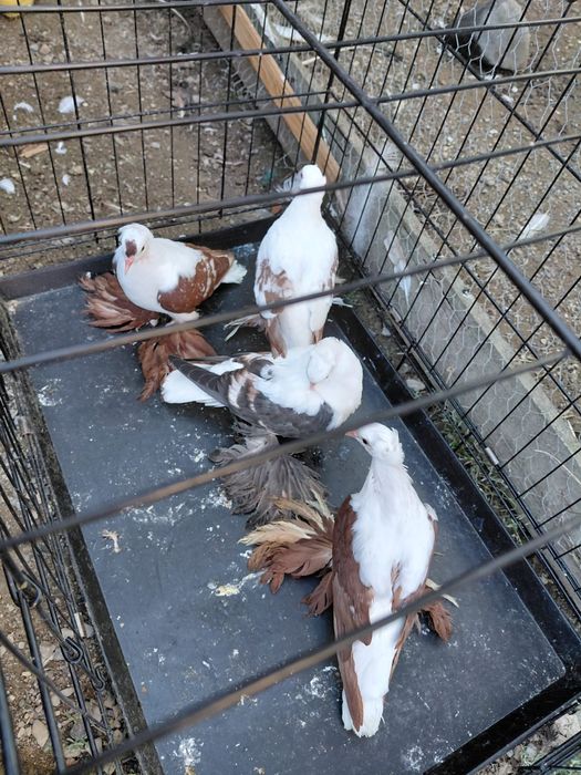 Porumbei de ornament