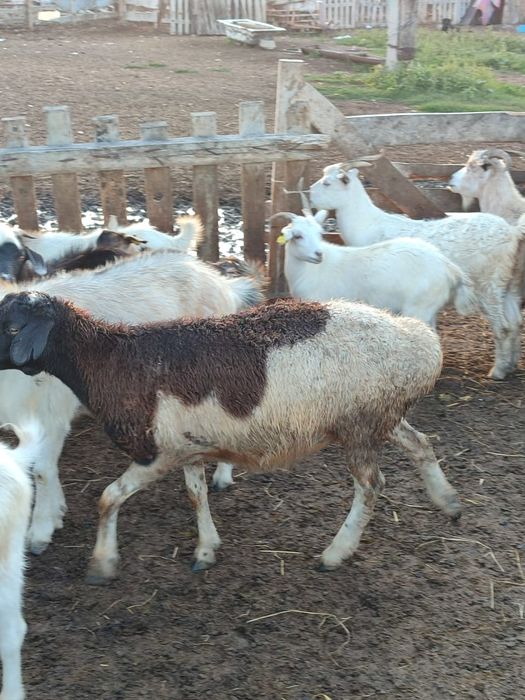 Подаются бараны козы