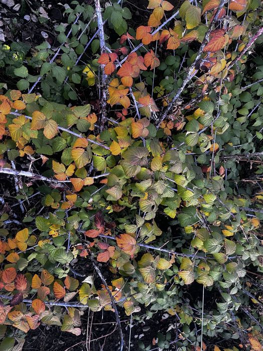 Zmeură neagră (Black Jewel)