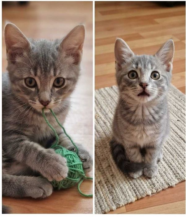 Котята маленькие