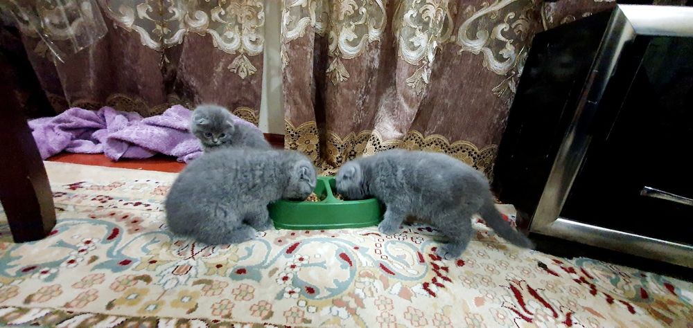 Сотилади фрунзенский массиф