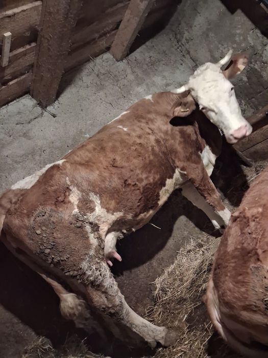 Vând vacă cu vițea