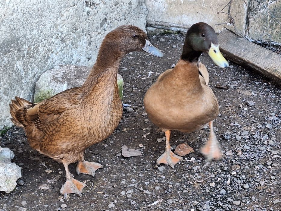 Ouă rață khaki Campbell pentru incubat linie Italia