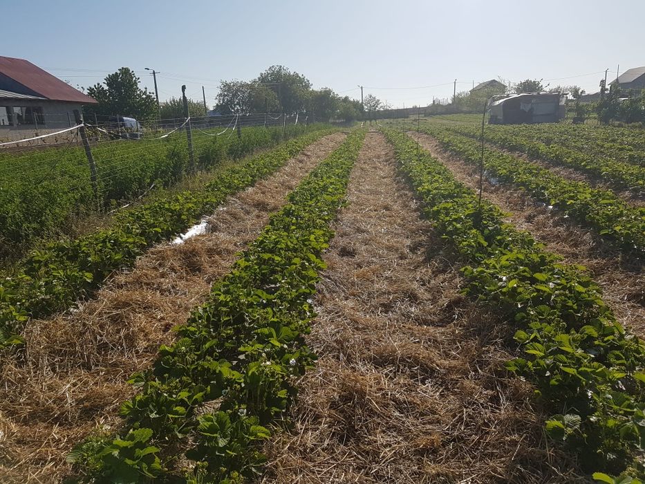 Stoloni capsuni ALBION,unifere Asia darselect