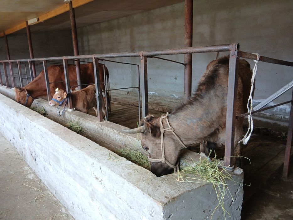 Бұзаулы сиыр сатылады.