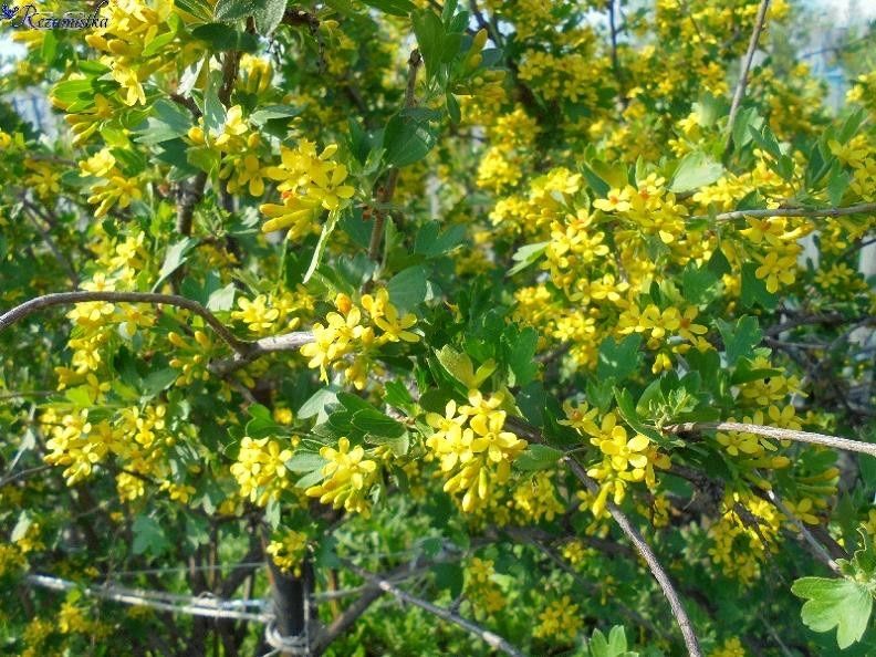 Саженцы черной смородины