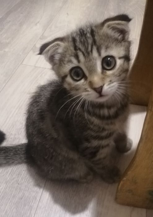 отдам даром котёнка вислоухий